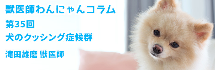 Shibuya フレンズ動物病院 第35回 犬のクッシング症候群