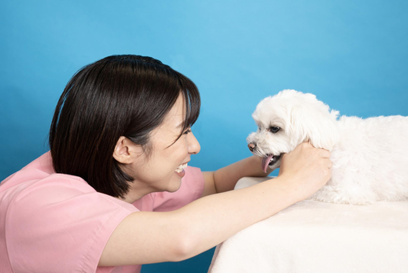 犬に関わる資格を取得するなら